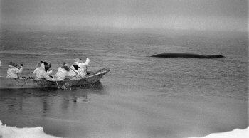 Gift of the Whale