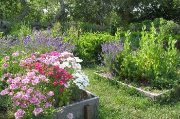 Oldest House Kitchen Garden.